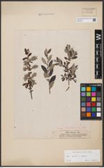 Foto von Salix aurita L. x Salix repens L.